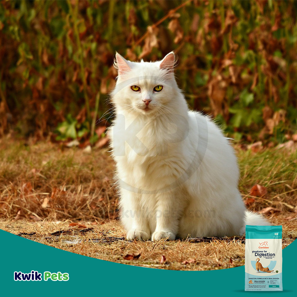 LifeStyle of CANIDAE PURE Goodness for Digestion Adult Dry Cat Food Chicken 10-lb
