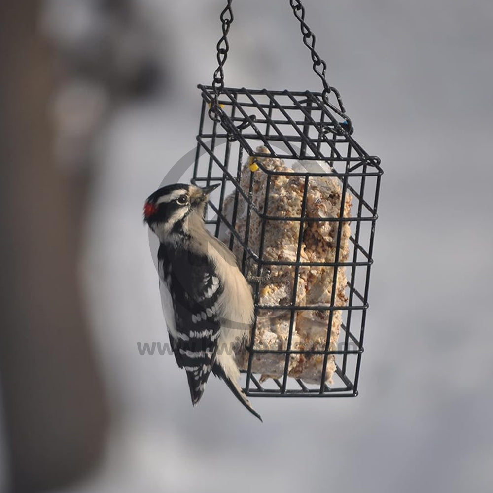 LifeStyle of C&S Woodpecker Delight No Melt Suet Dough for Wild Birds 11.75-oz
