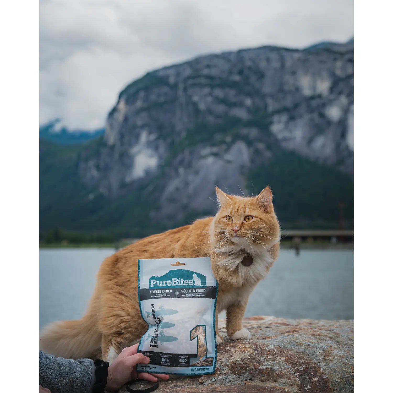 LifeStyle 1 of PureBites Wild-Caught Minnow Freeze-Dried Pure Cat Treats 1.09-oz