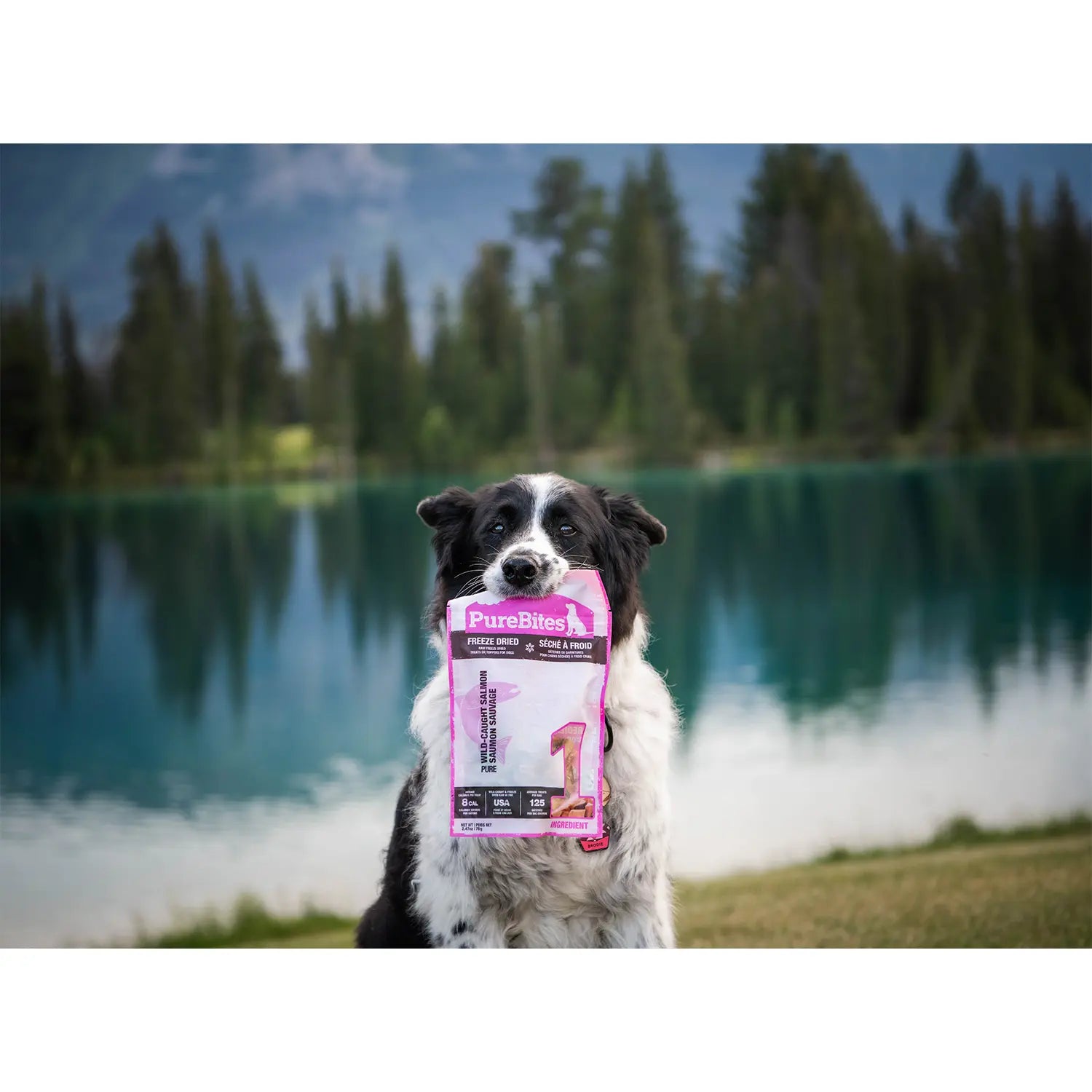 LifeStyle 1 of PureBites Salmon Freeze-Dried Pure Dog Treats 9.5-oz