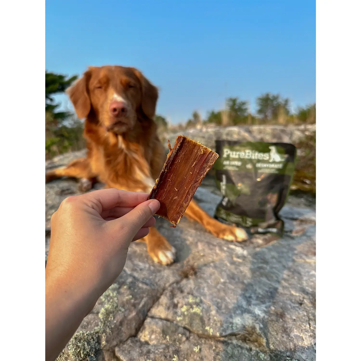 LifeStyle 1 of PureBites Beef Tenders Air-Dried Pure Jerky Dog Treats 7.5-oz