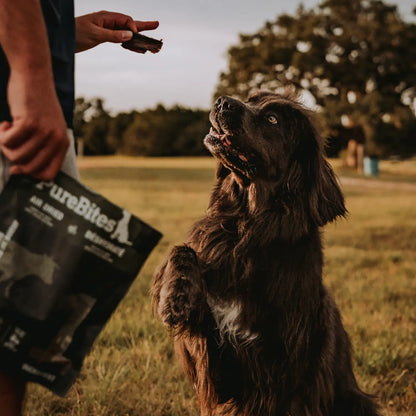LifeStyle 4 of PureBites Beef Tenders Air-Dried Pure Jerky Dog Treats 7.5-oz