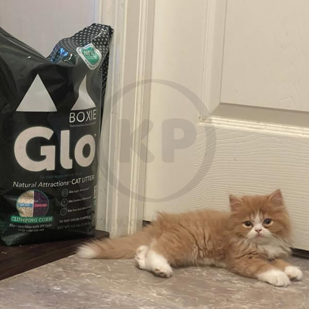 LifeStyle of Boxiecat Glo Natural Attractions Clumping Corn Cat Litter 6.5-lb
