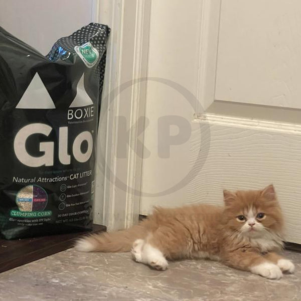 LifeStyle of Boxiecat Glo Natural Attractions Clumping Corn Cat Litter 6.5-lb