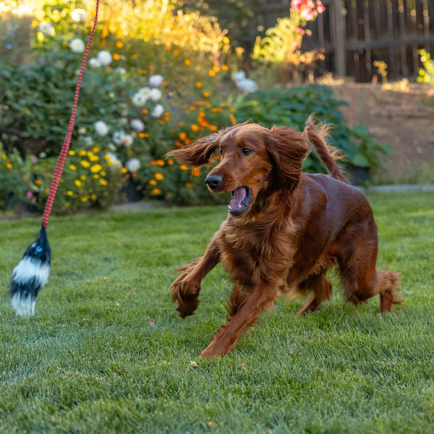 LifeStyle 2 of Outward Hound Tail Teaser Dog Wand Toy with Refill Multicolor