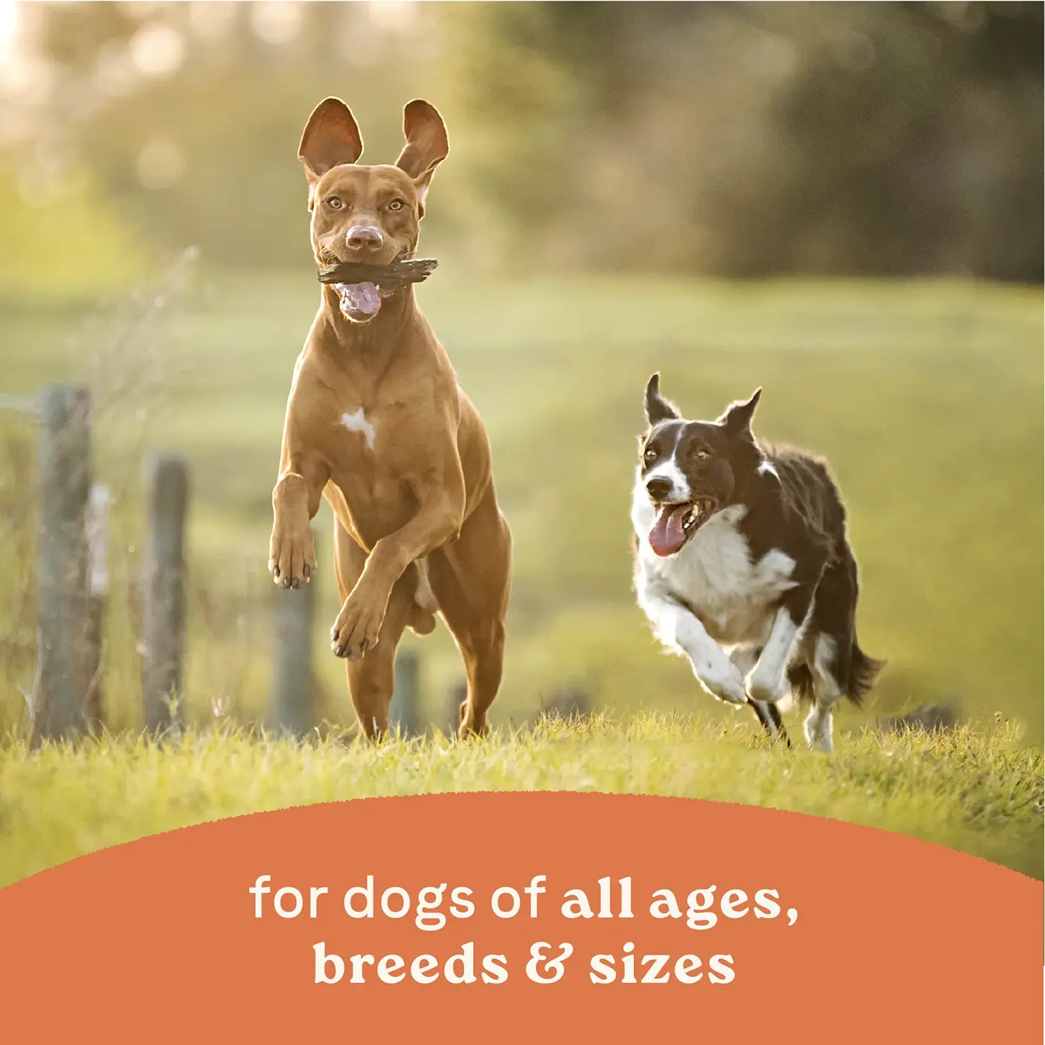 LifeStyle of CANIDAE All Life Stages Chunky Stew Wet Dog Food Topper Chicken & Vegetable 12.7-oz