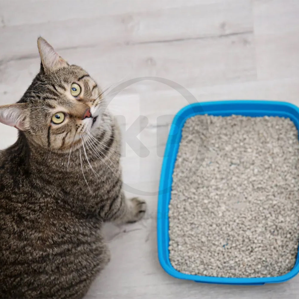 LifeStyle of Boxiecat Air Lightweight Extra Strength Premium Clumping Cat Litter 6.5-lb