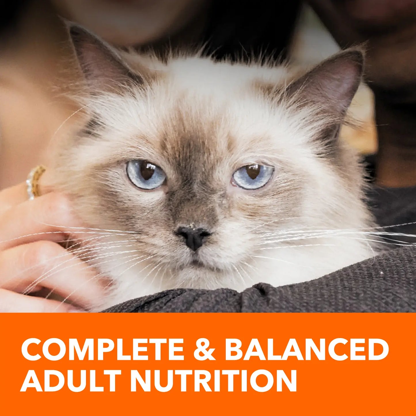 LifeStyle of IAMS ProActive Health Healthy Enjoyment Adult Dry Cat Food Chicken & Salmon 6-lb