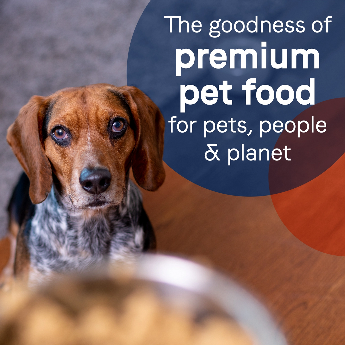 LifeStyle of CANIDAE PURE Grain-Free Limited Ingredient Canned Dog Food Lamb, Turkey & Chicken 13-oz