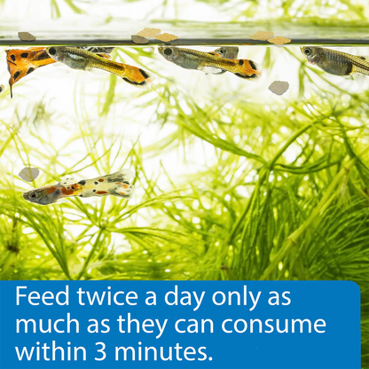 Usage of API Tropical Greens Flakes Algae & Plant Eating Fish Food 2.1-oz
