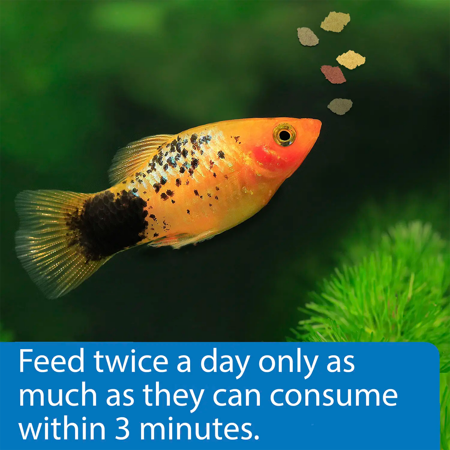 Usage of API Tropical Premium Flakes Fish Food 1.1-oz