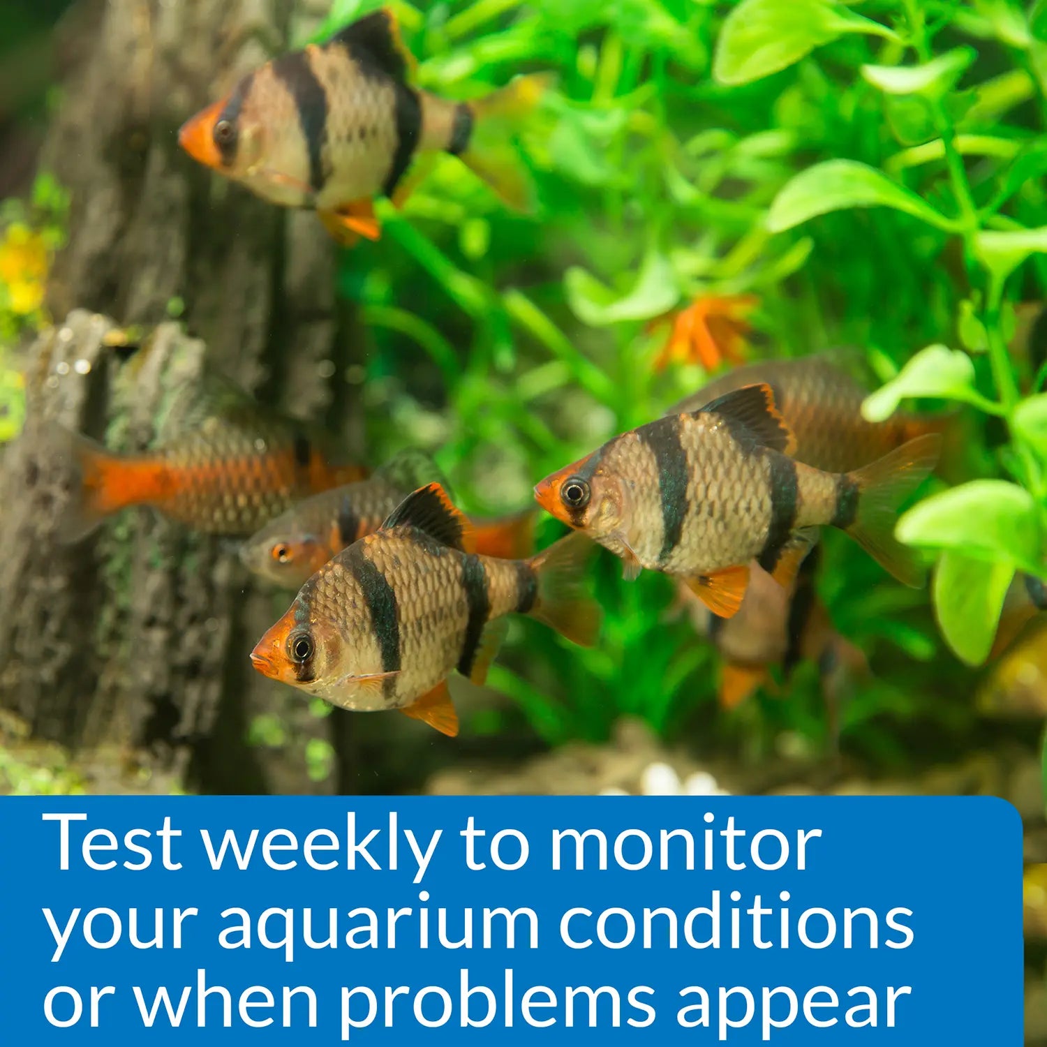 Usage 2 of API Phosphate Test Kit Freshwater & Saltwater Aquarium 150 Count