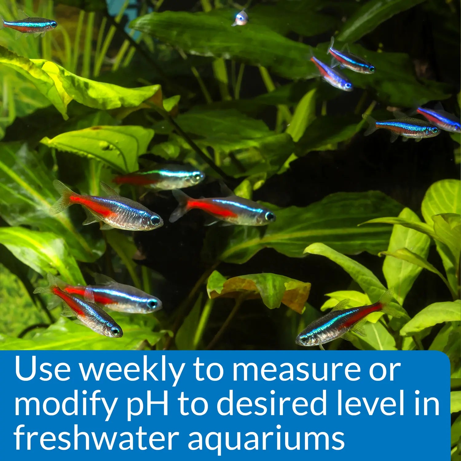 API pH Test & Adjuster Kit for Freshwater Aquarium, Kwik Pets
