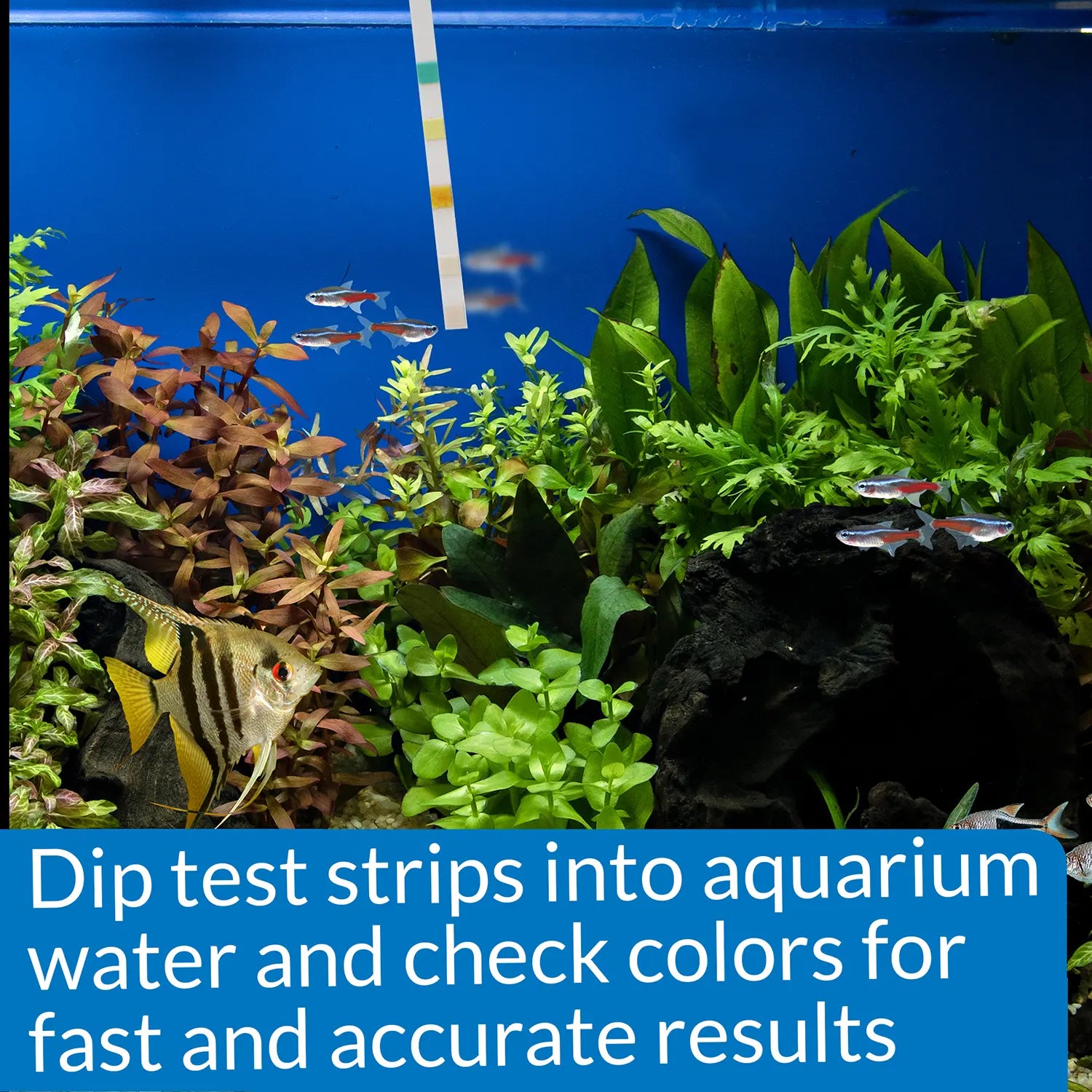 Usages Directions 2 of API 5-in-1 Freshwater Aquarium Test Strip 25 Count