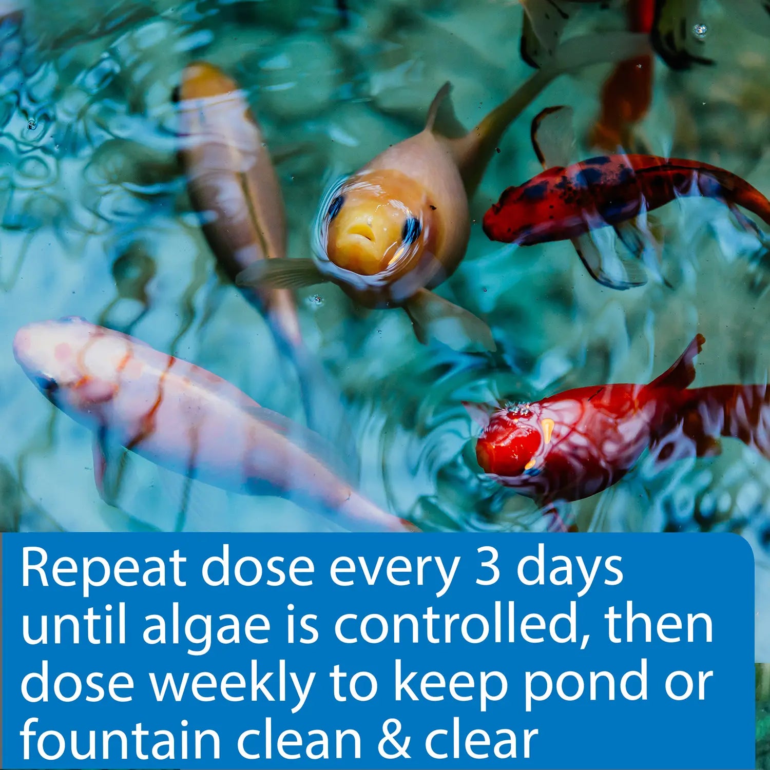 Usage of API Pond AlgaeFix Algae Control Solution 8-oz