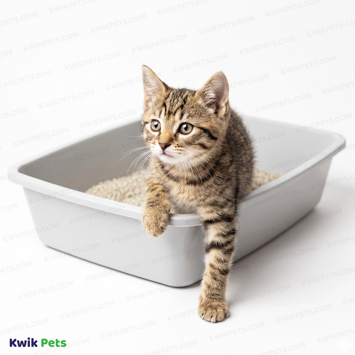 Lifestyle of Van Ness Plastics Cat Litter Pan Assorted Medium
