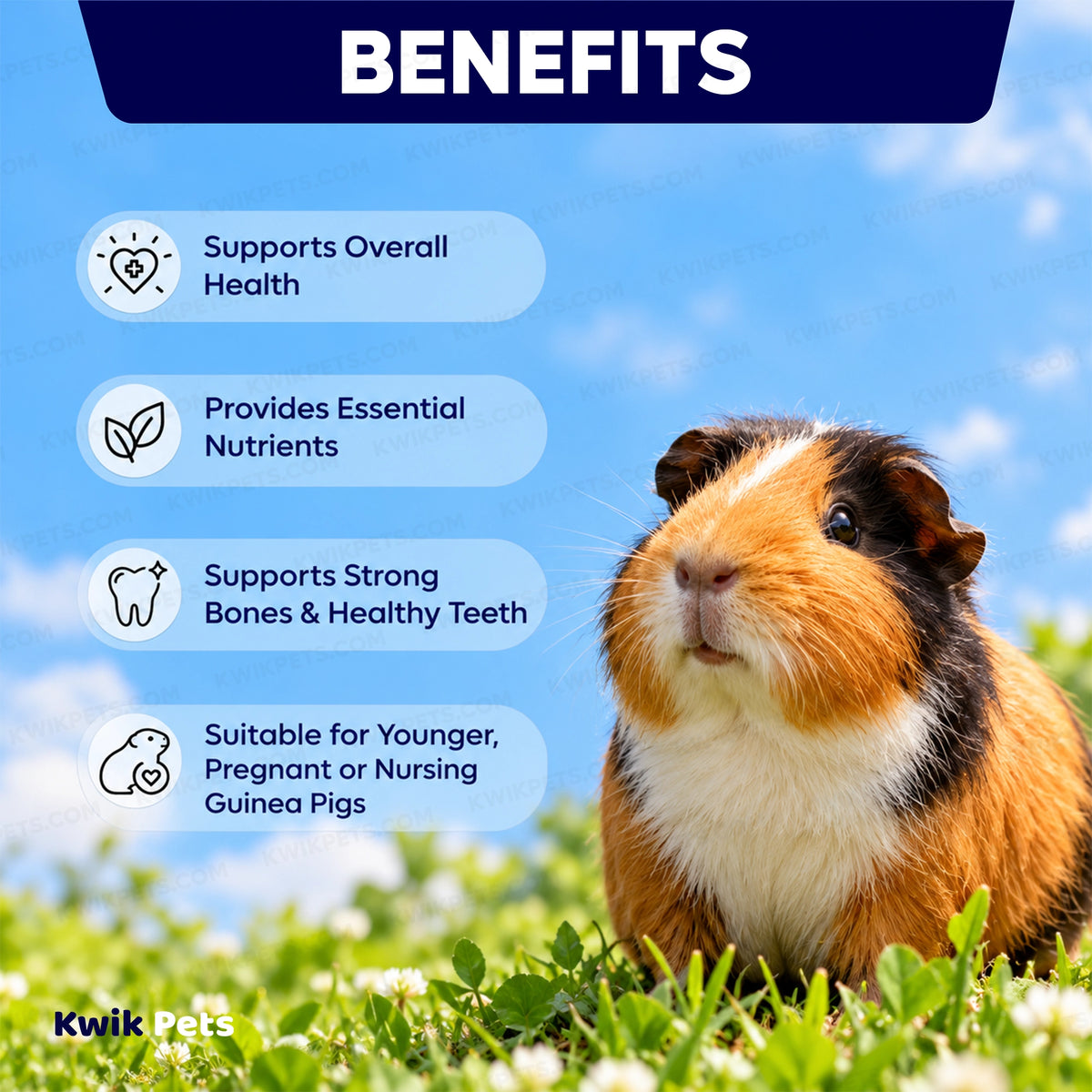 Benefits of Volkman Seed Company Small Animal Guinea Pig Gourmet Dry Food 4-lb