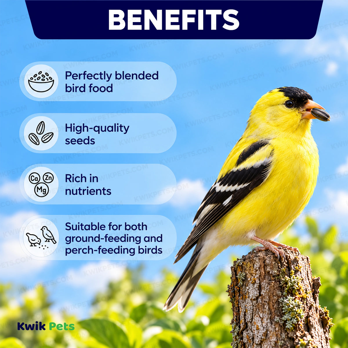 Benefits of Volkman Seed Company Premium Superior Blend Wild Bird Food 5-lb