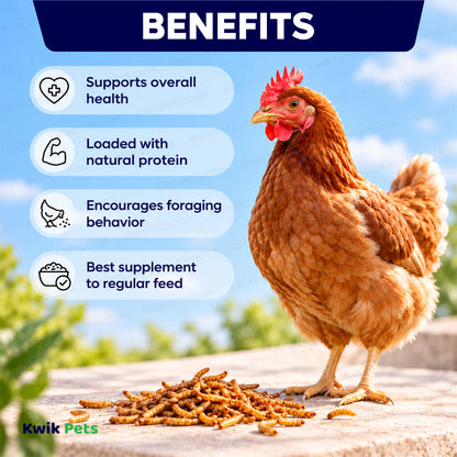 Benefits of Volkman Seed Company Mealworms Chicken Food 10-oz