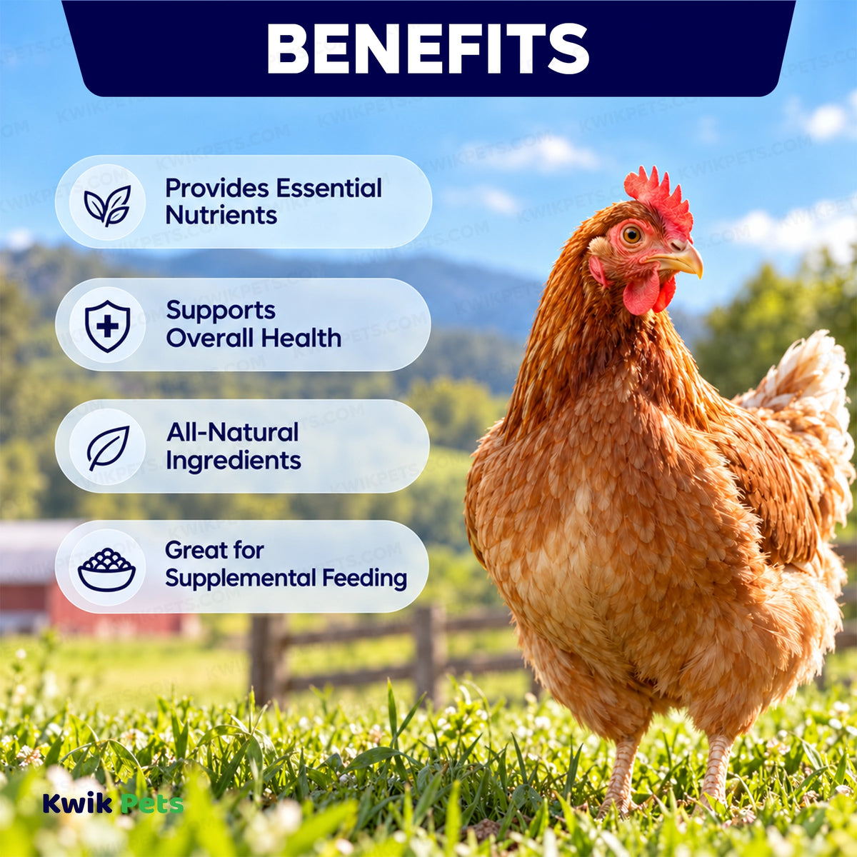 Benefits of Volkman Seed Company Shrimp & Mealworm Medley Chicken Treat 1.25-lb