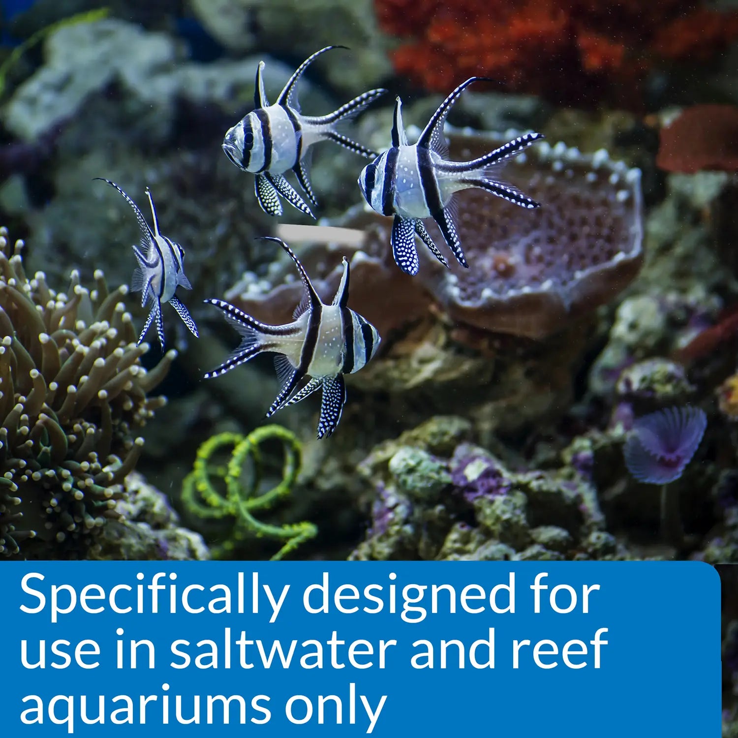 feature 2 of API Stress Coat Marine Aquarium Remedy 16-oz