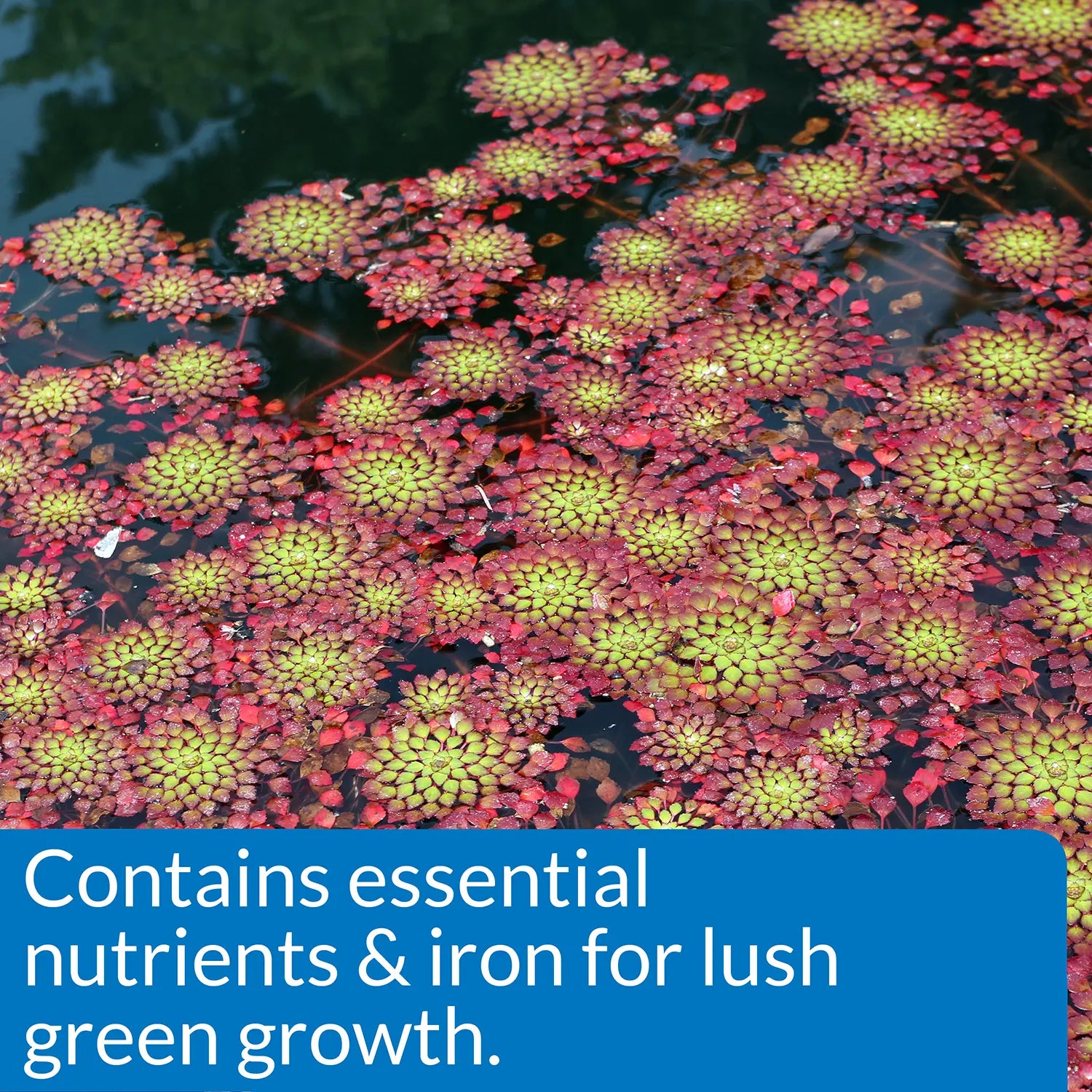 Feature 2 of API Pond Aquatic Plant Food Tablets 25 Count