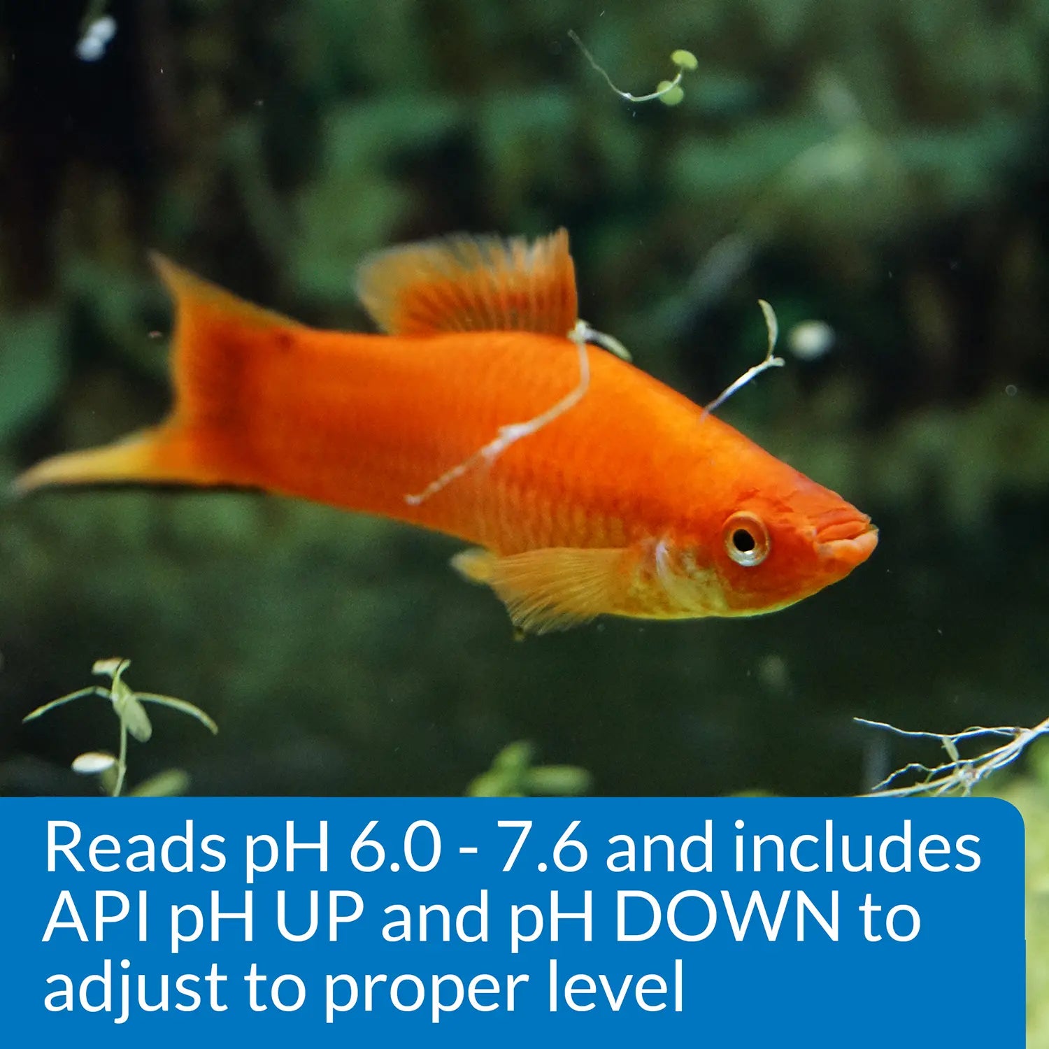 feature of API pH Test & Adjuster Kit for Freshwater Aquarium