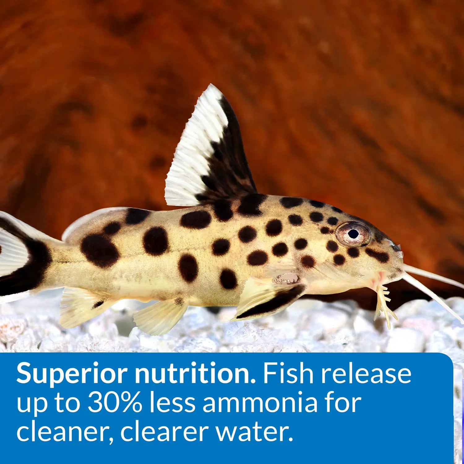 Features of API Bottom Feeder Pellets with Squid Fish Food 1.3-oz