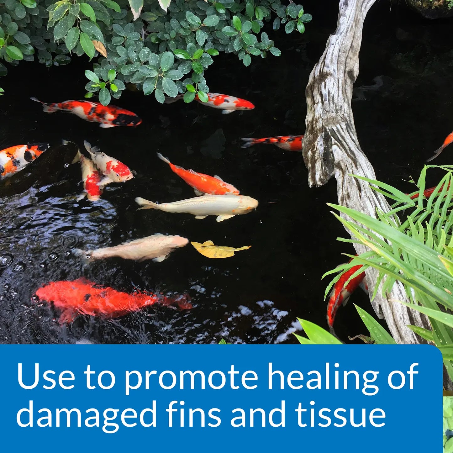 Feature of API Pond Melafix Anti-Bacterial Pond Fish Remedy 16-oz