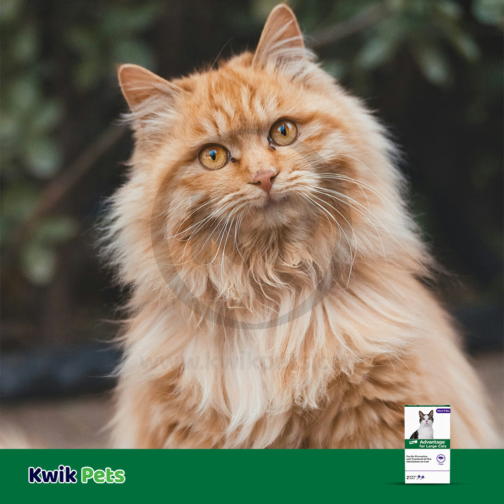 LifeStyle of Elanco Advantage 2-Month Supply Topical Flea Treatment for Large Cats Over 9 lbs