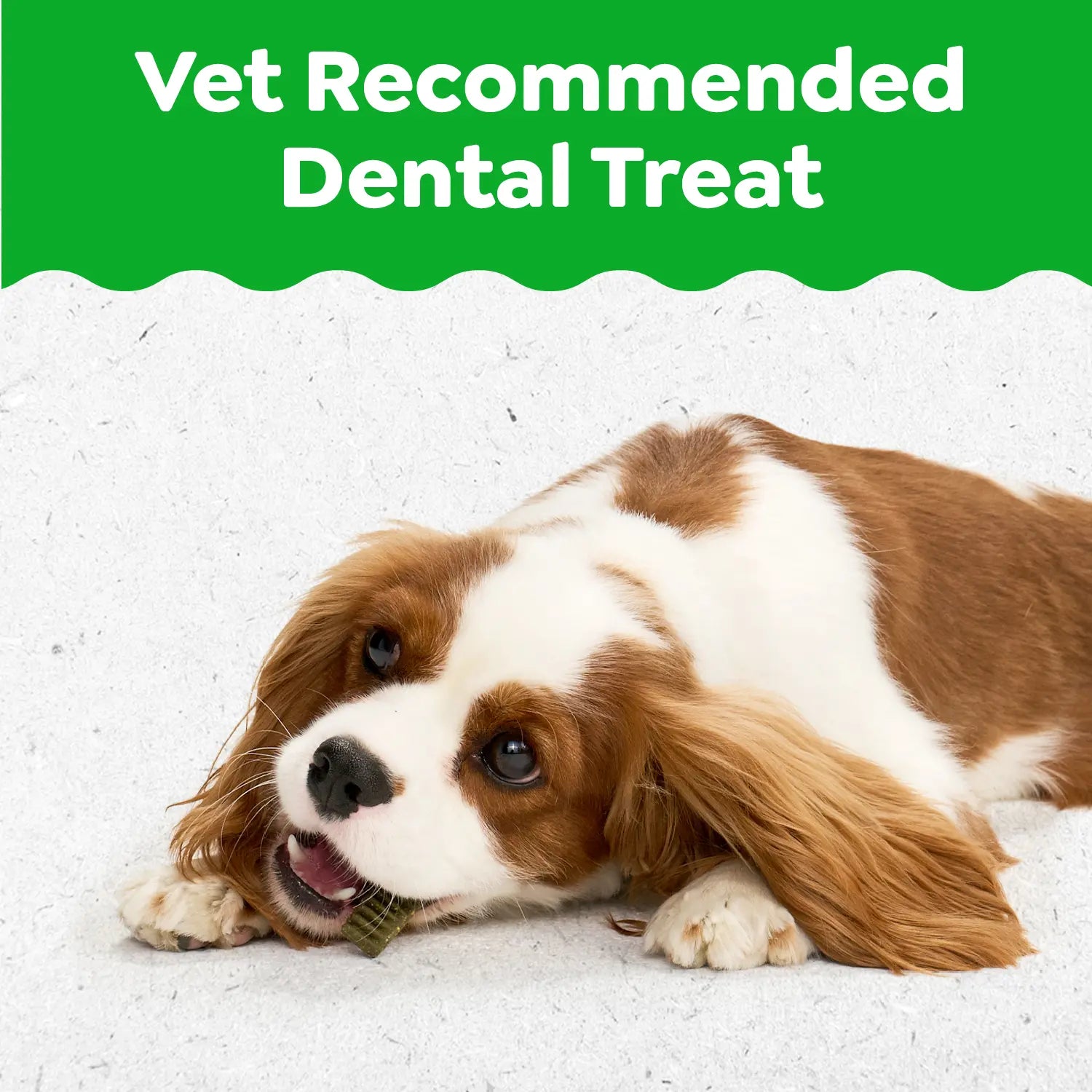 LifeStyle of Greenies Puppy Dental Dog Treats Petite 10 Count 6-oz