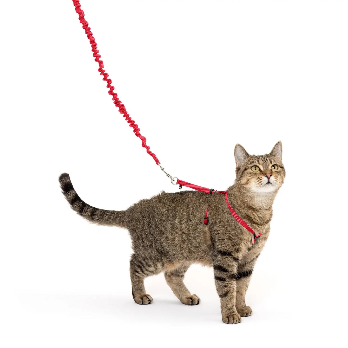 LifeStyle of PetSafe Premier Come With Me Kitty Harness & Bungee Leash Combo Red/Cranberry Medium