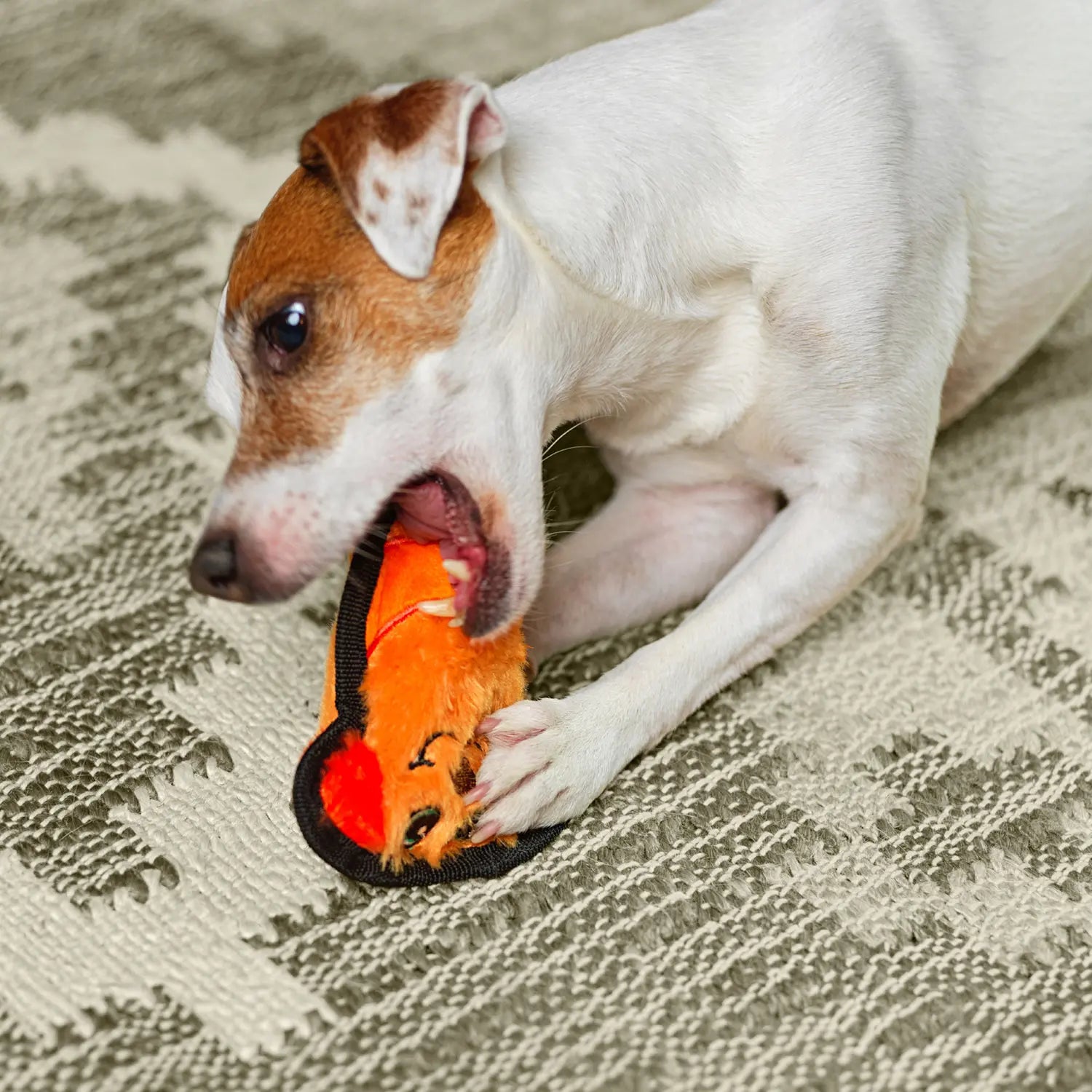 LifeStyle of Outward Hound Invincibles Mini Dog Toy Dog XS
