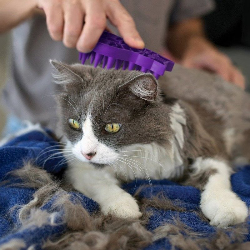 Cat with KONG Zoomgroom Cat Brush Purple One Size