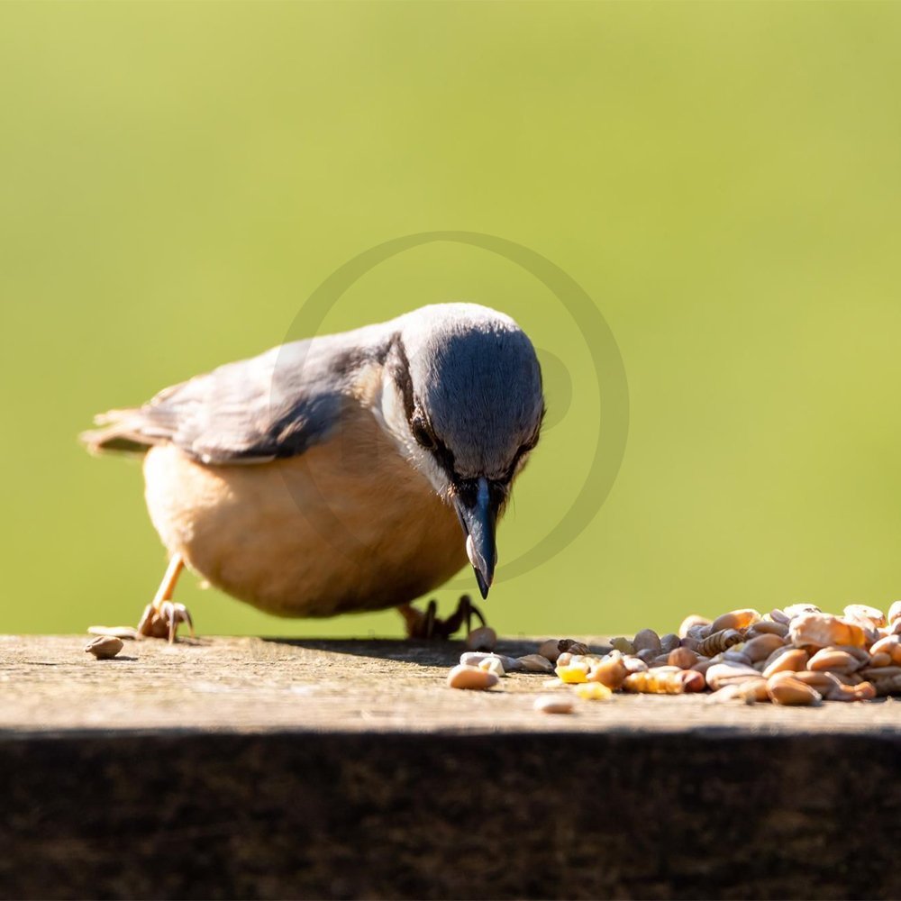 Kaytee Supreme Finch Bird Food 2-lb, Kaytee
