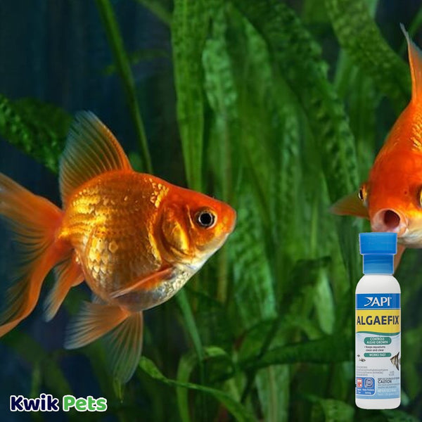 Image-Of-API-AlgaeFix-Freshwater-Aquarium-Algaecide-4oz