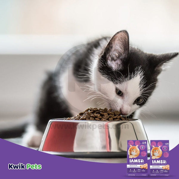 Cute Cat Eating - IAMS Proactive Health Kitten Dry Cat Food Chicken 3.5-lb