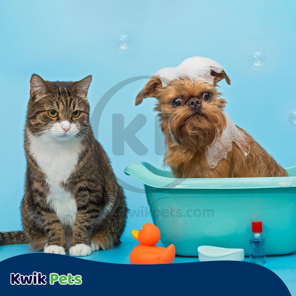 Buy Adams Plus Flea & Tick Shampoo with Precor for Dogs & Cats