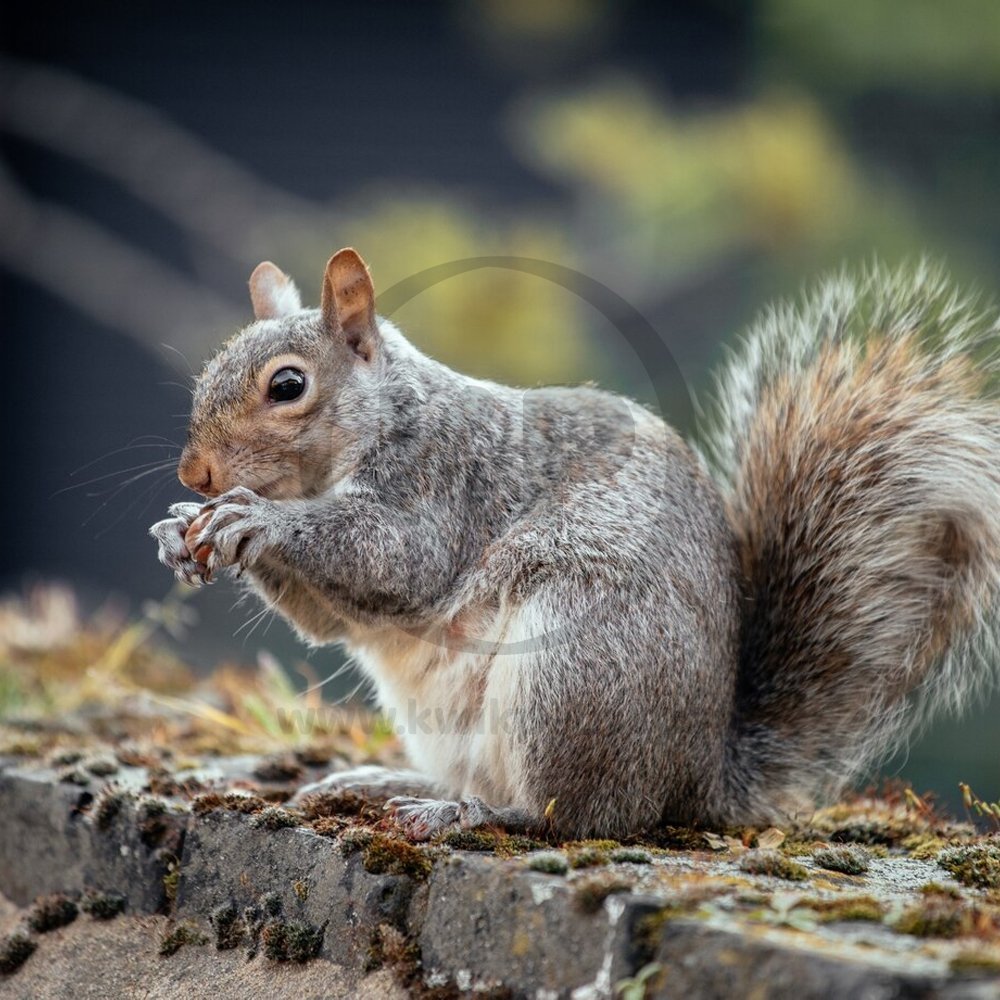 Kaytee Squirrel & Critter Blend Wildlife Food 10-lb, Kaytee