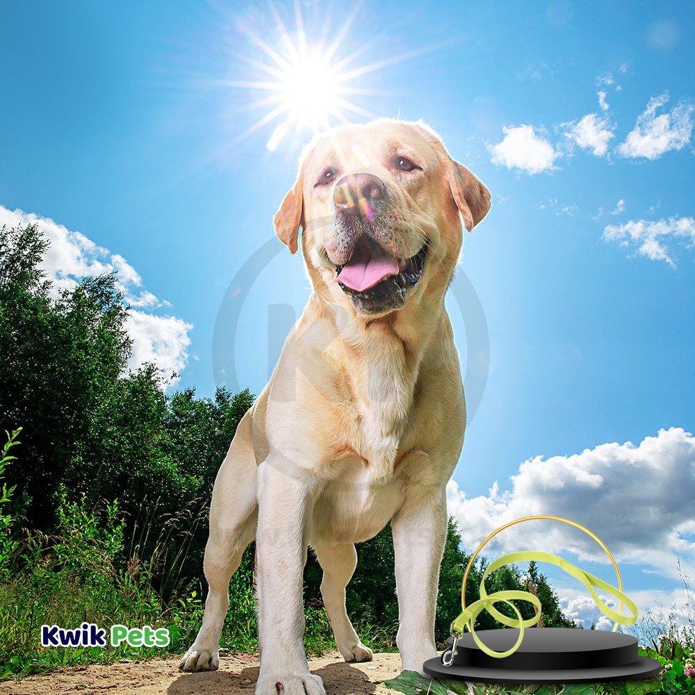 Dog Image of Coastal Single-Ply Nylon Dog Leash Lime 1 in X 6 ft