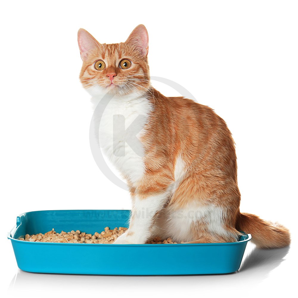 Cute with World's Best Cat Litter Original Unscented Formula 15-lb