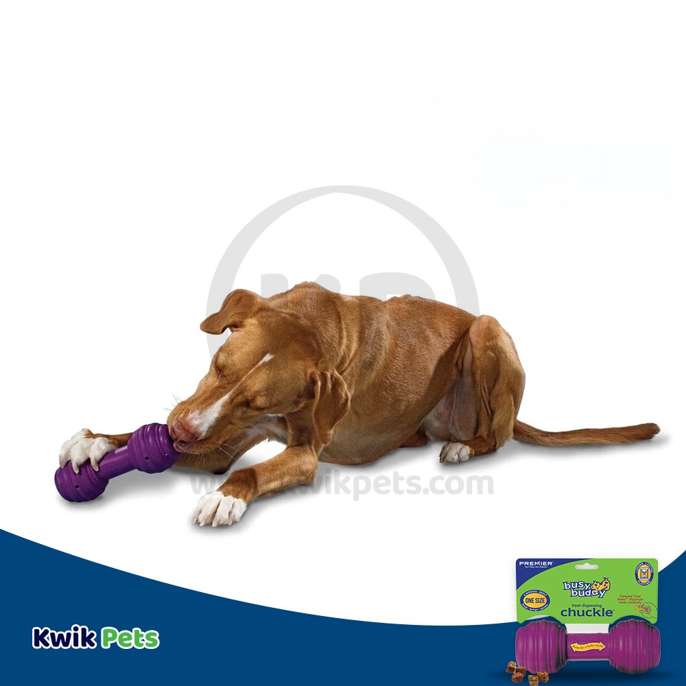 Busy buddy chuckle outlet