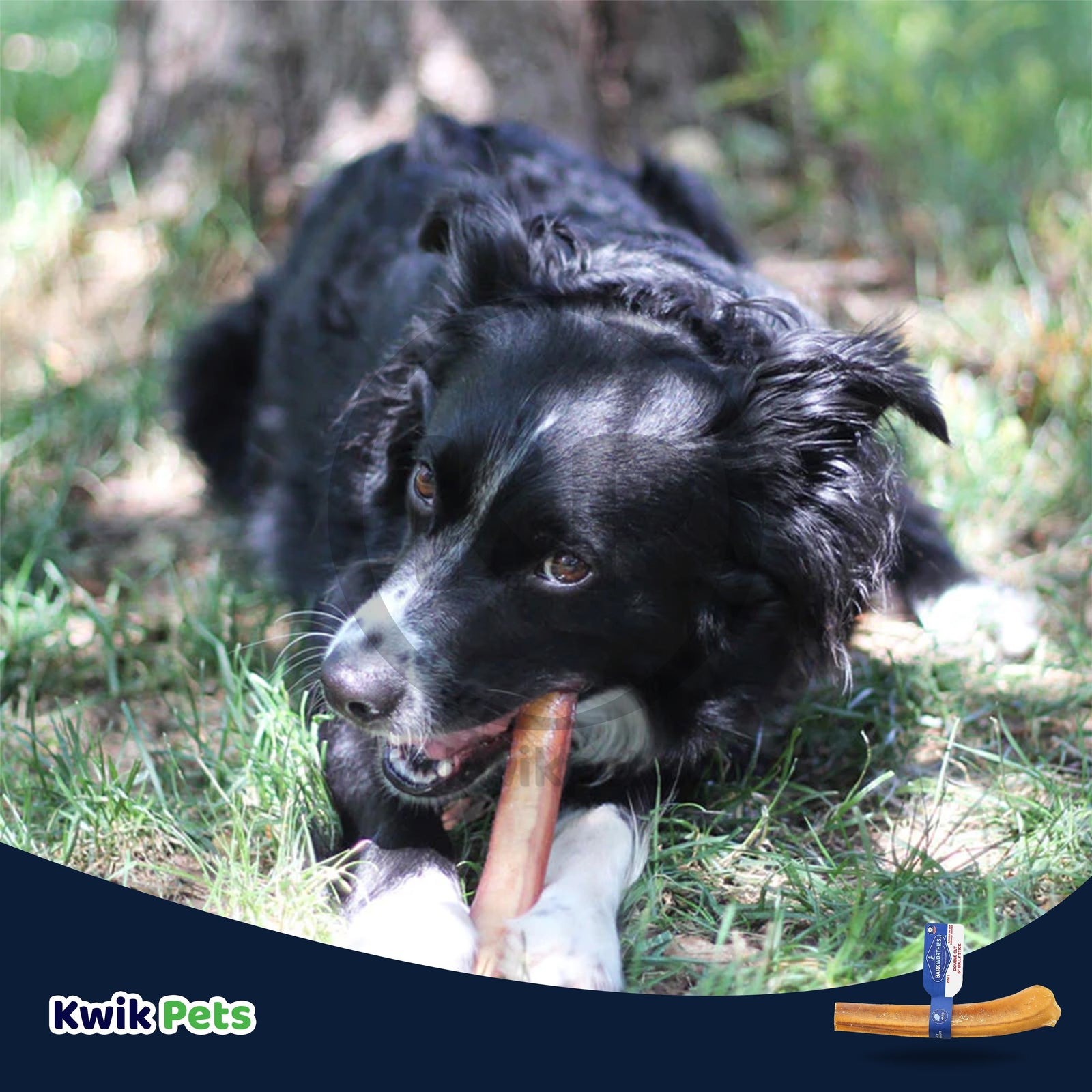 Dog Image of Barkworthies 6" Odor Free Double Cut Bully Stick Dog Chews