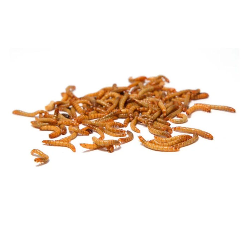 Mealworms Chicken Food