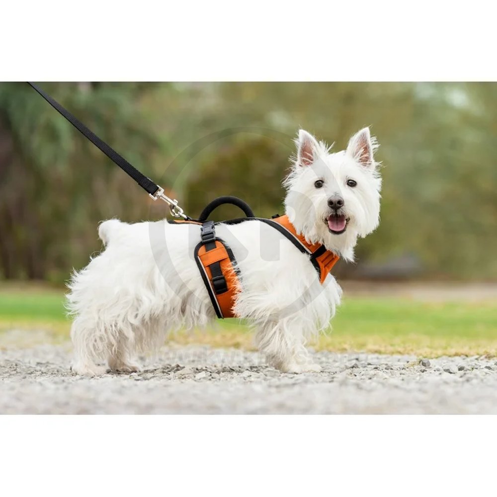 Lifestyle of EasySport Comfortable Dog Harness Orange Small