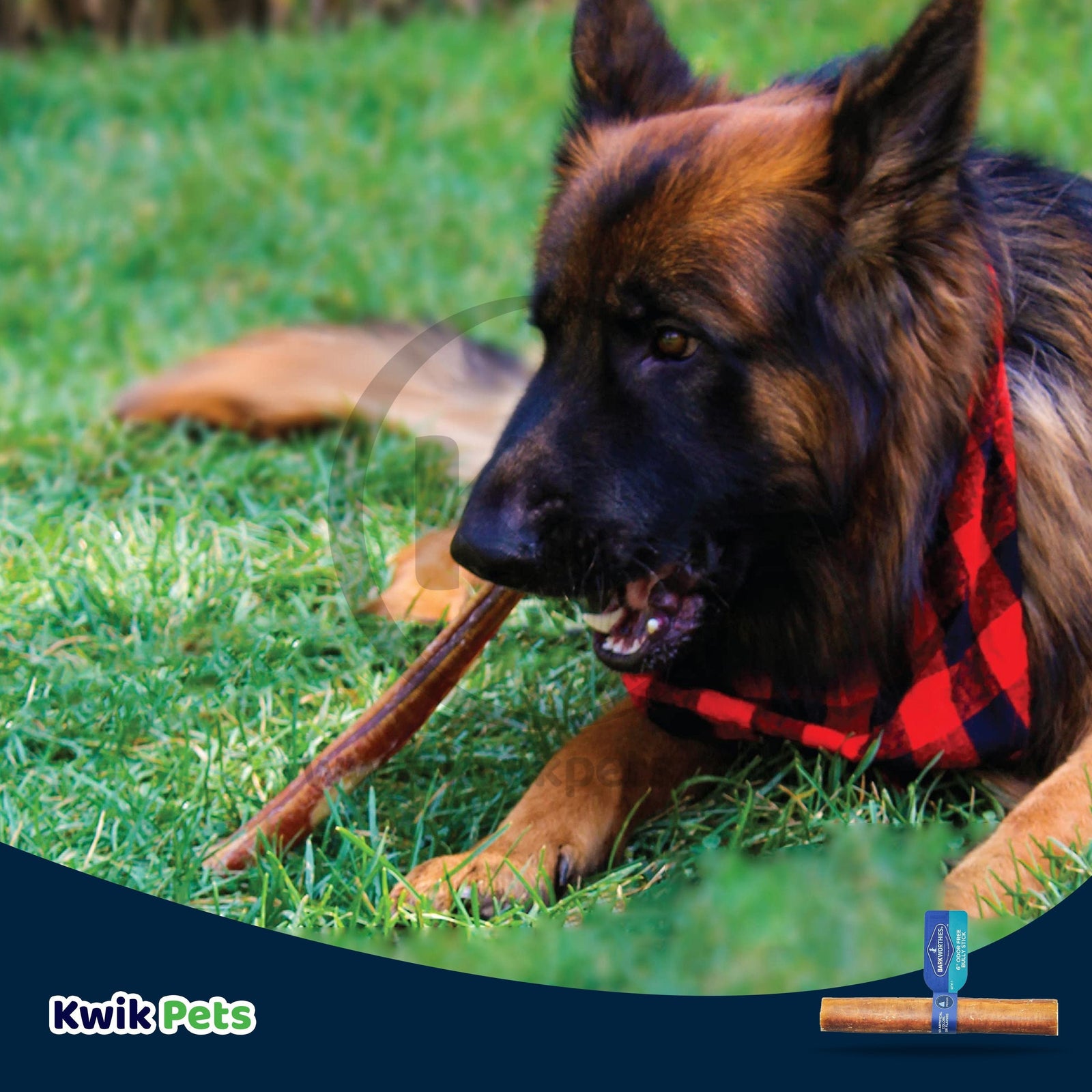 Barkworthies 6" Odor Free Bully Stick Dog Chew 1