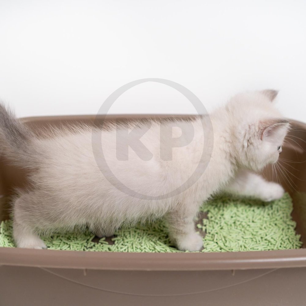 World's Best Cat Litter Multiple Cat Lavender Scented Cat Litter 8-lb, World's Best