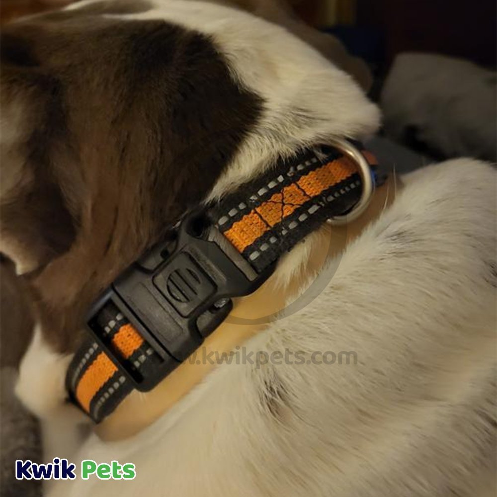 Buy Vetality Avantect II Flea & Tick Collar for Dogs
