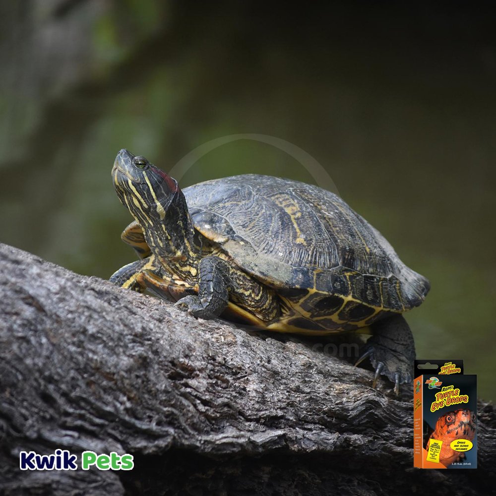 Zoo Med Eye Drops 2.25-oz for Turtle