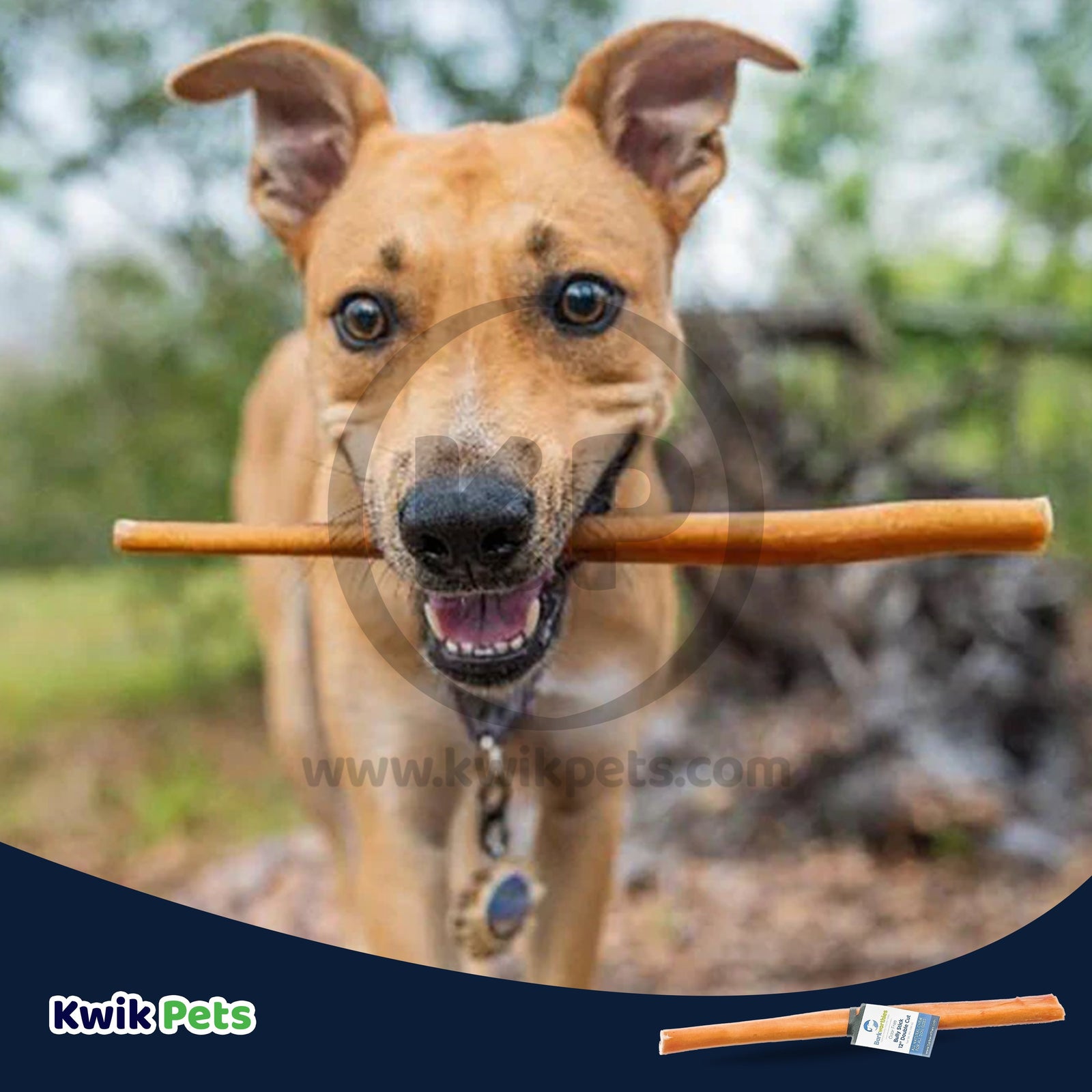 Dog Image of Barkworthies 12" Odor Free Double Cut Bully Stick